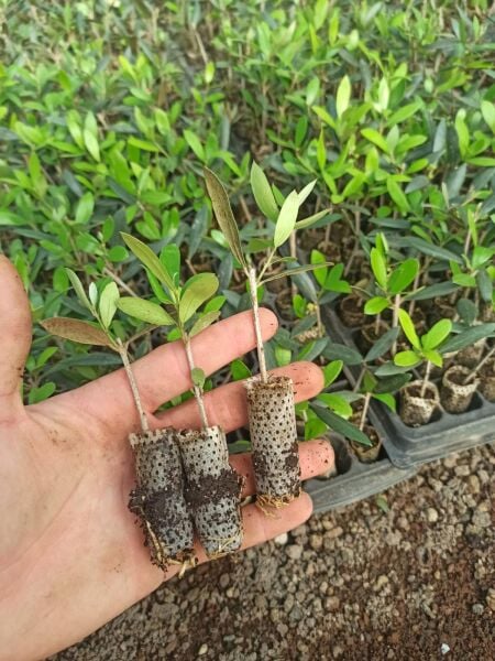 Nikah Düğün Organizasyon İçin Hediyelik Paper Potta Bodur Zeytin Fidanı (150 ADET)