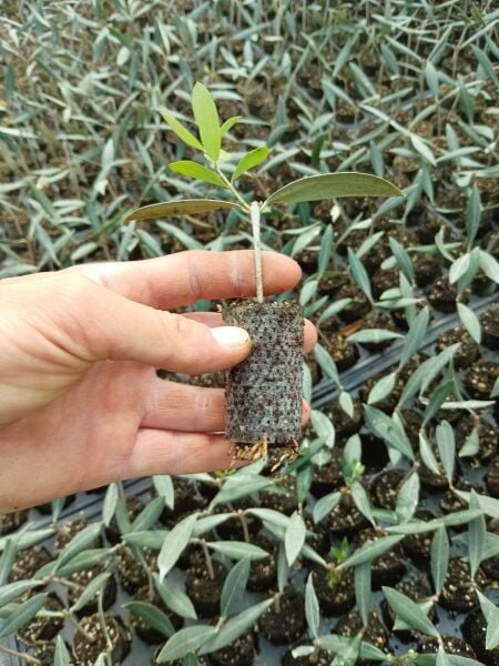 Nikah Düğün Organizasyon İçin Hediyelik Paper Potta Bodur Zeytin Fidanı (500 Adet)