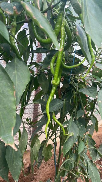 500 gram Kıl Biber Tatlı