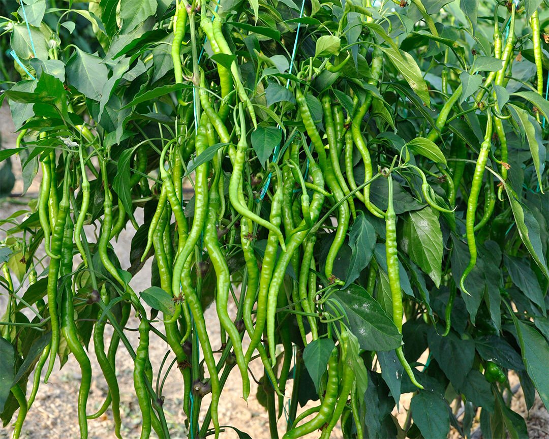 500 gram Kıl Biber Tatlı