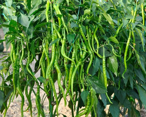 500 gram Kıl Biber Tatlı