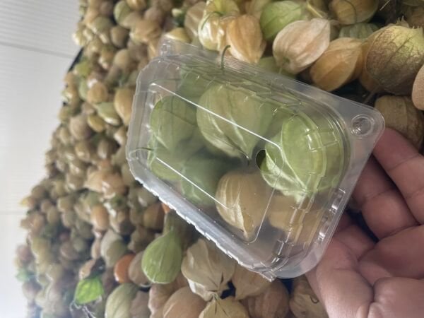 Altın Çilek Yer Kirazı 500 GR Meyve