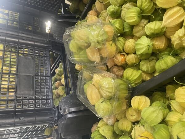 Altın Çilek Yer Kirazı 500 GR Meyve