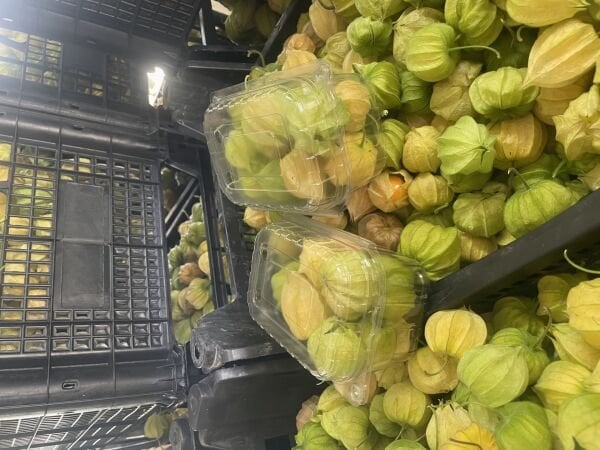 Altın Çilek Yer Kirazı 500 GR Meyve