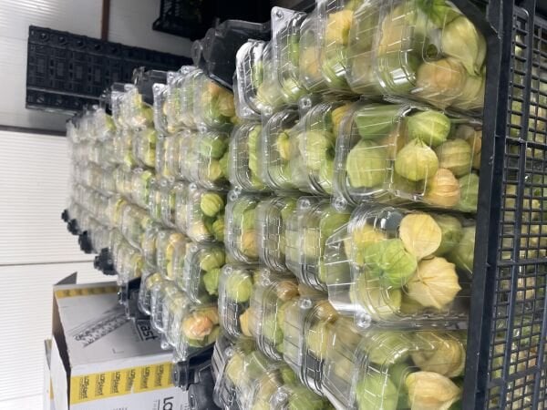 Altın Çilek Yer Kirazı 500 GR Meyve