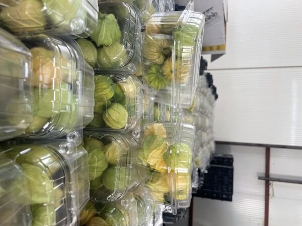 Altın Çilek Yer Kirazı 500 GR Meyve