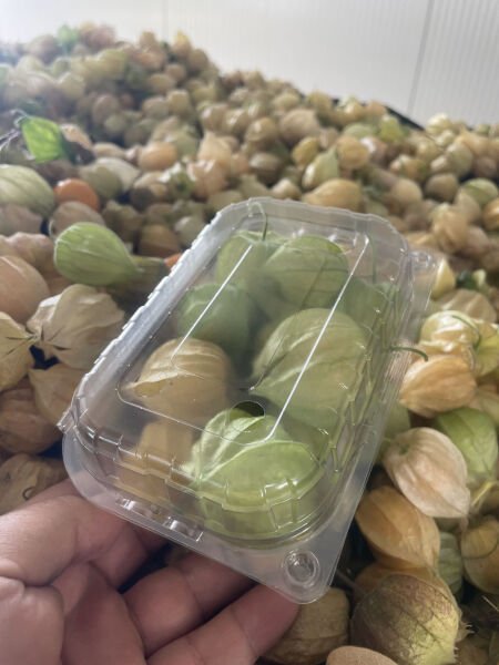 Altın Çilek (Yer Kirazı)   (100 gr - 115 gr) Arası KÜÇÜK KASE.