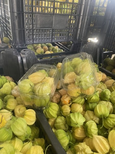 Altın Çilek (Yer Kirazı)   (100 gr - 115 gr) Arası KÜÇÜK KASE.