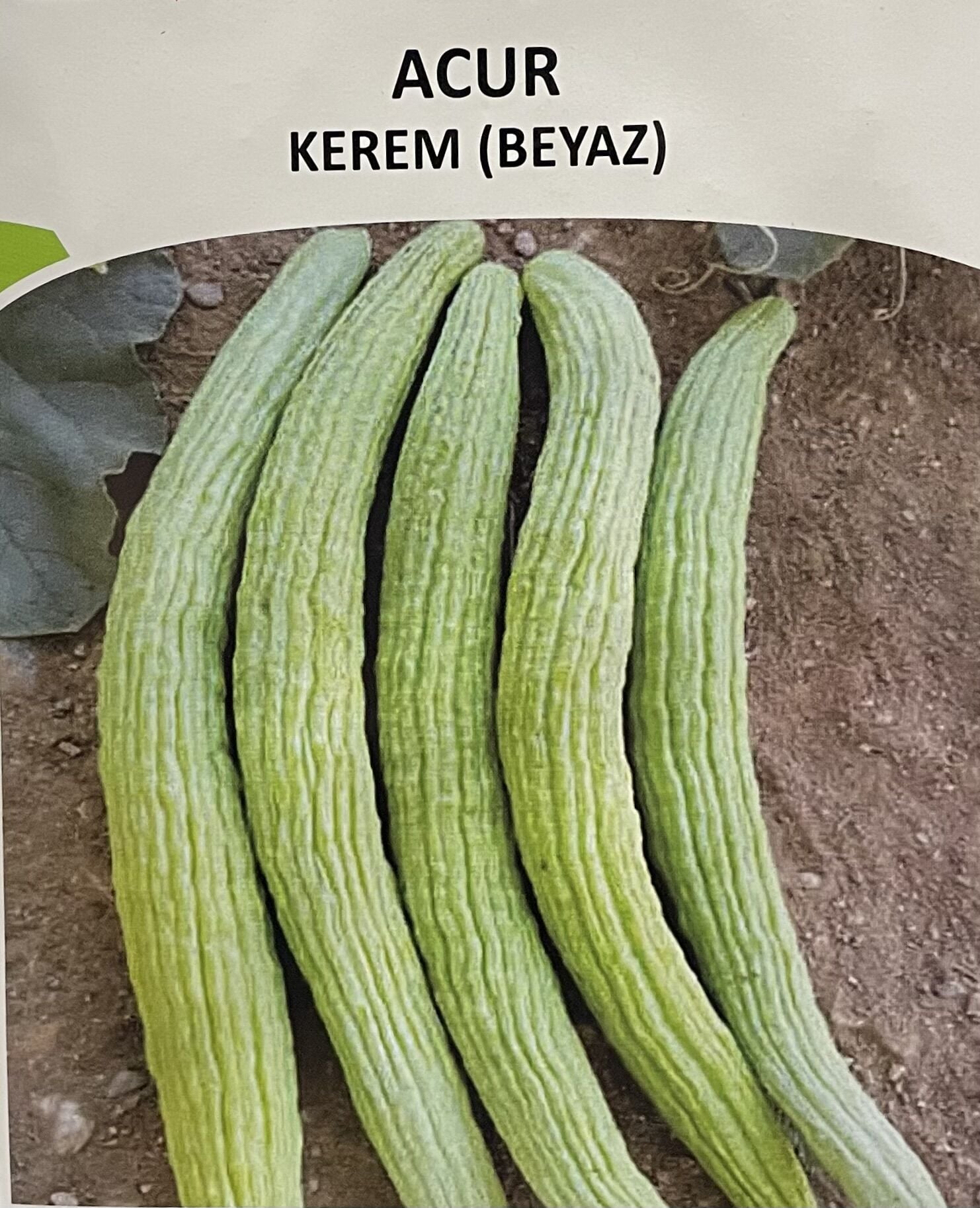 Acur Krem Beyaz  5Gr Tohum