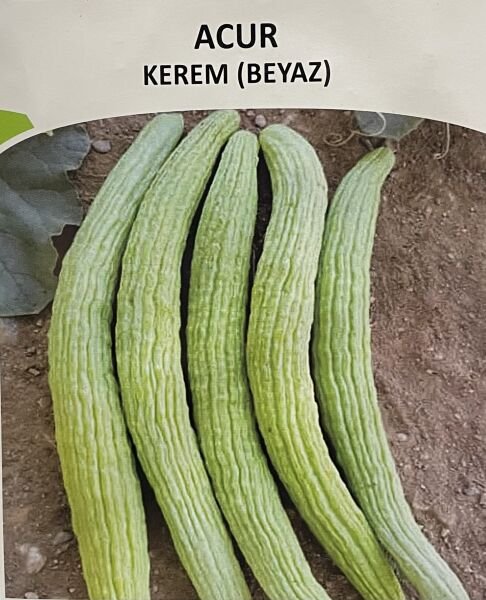 Acur Krem Beyaz  5Gr Tohum