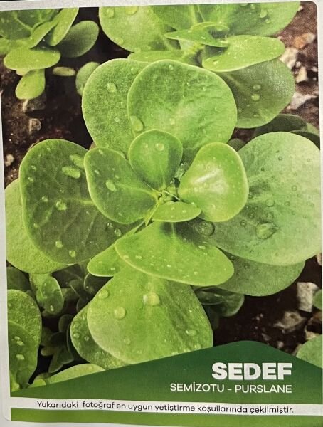 Sedef Semizotu  10  Gr Tohum