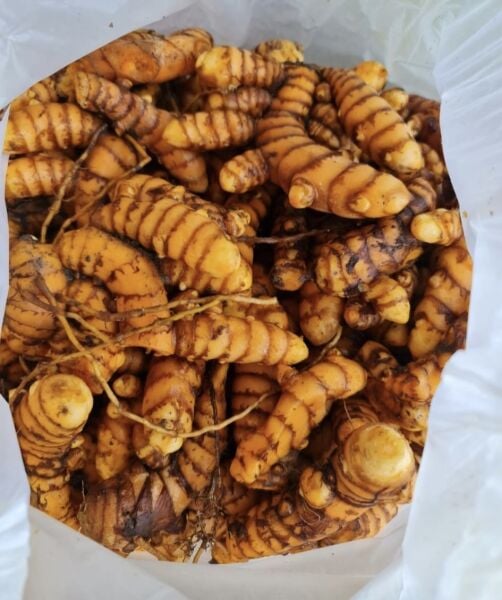 Zerdeçal Taze (Yaş)  100 GR