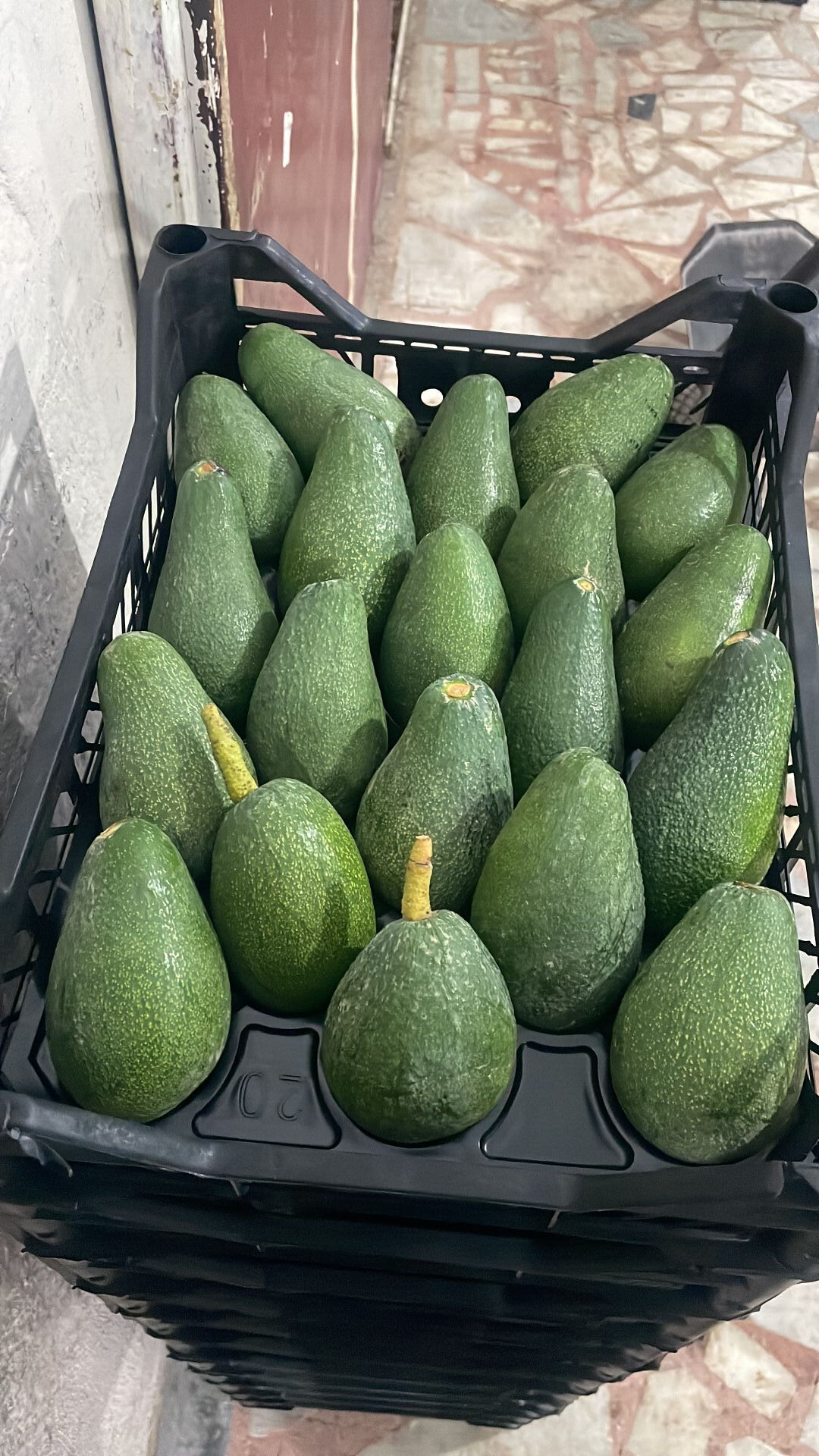 Avokado 1 KG