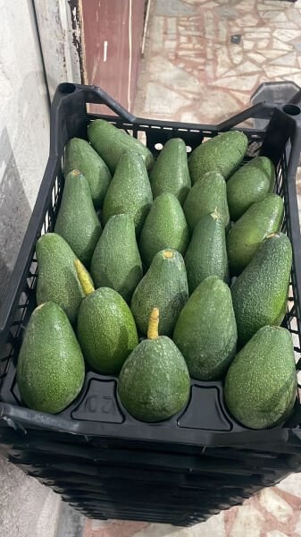 Avokado 1 KG