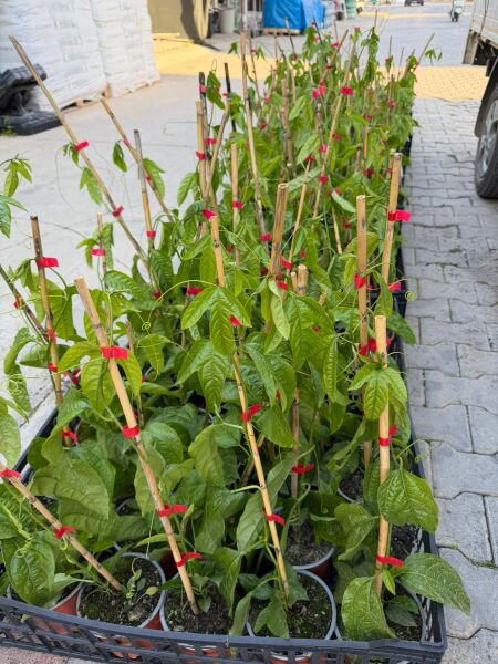 Pasiflora (Çarkıfelek) Fidesi Büyük Saksı 2 Adet