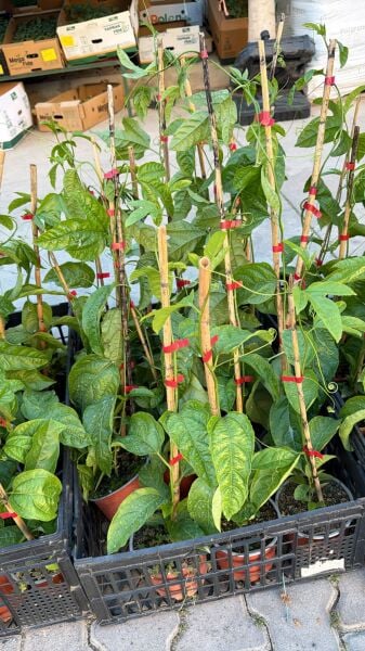 Pasiflora (Çarkıfelek) Fidesi Büyük Saksı 2 Adet