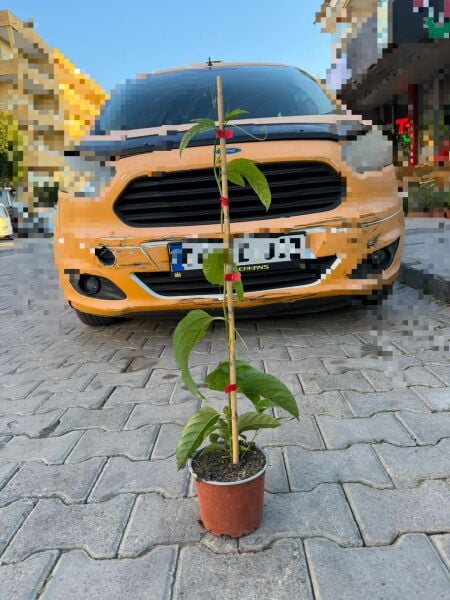 Pasiflora (Çarkıfelek) Fidesi Büyük Saksı 2 Adet