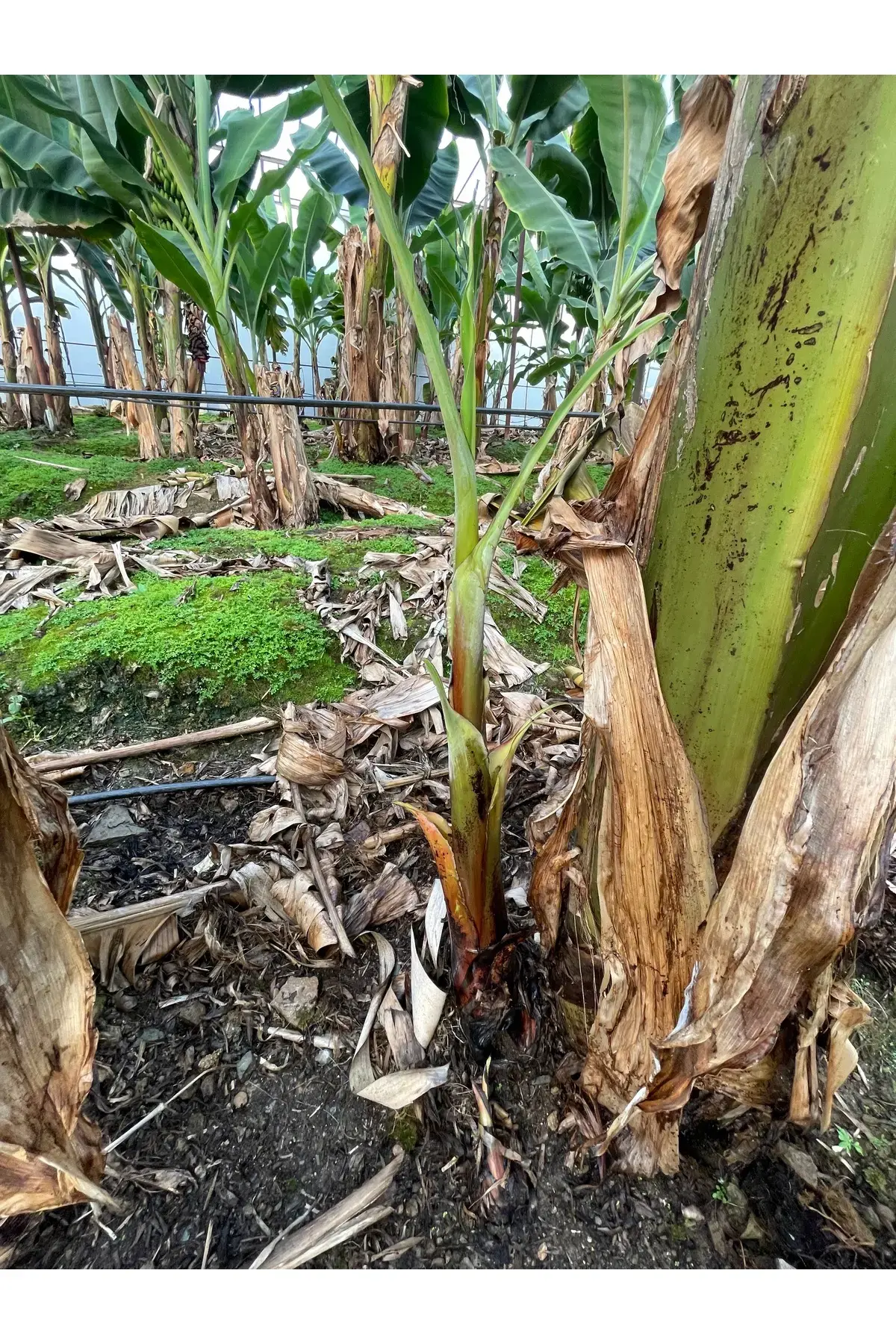 Sökme MUZ Fidesi  1 mt Üstü