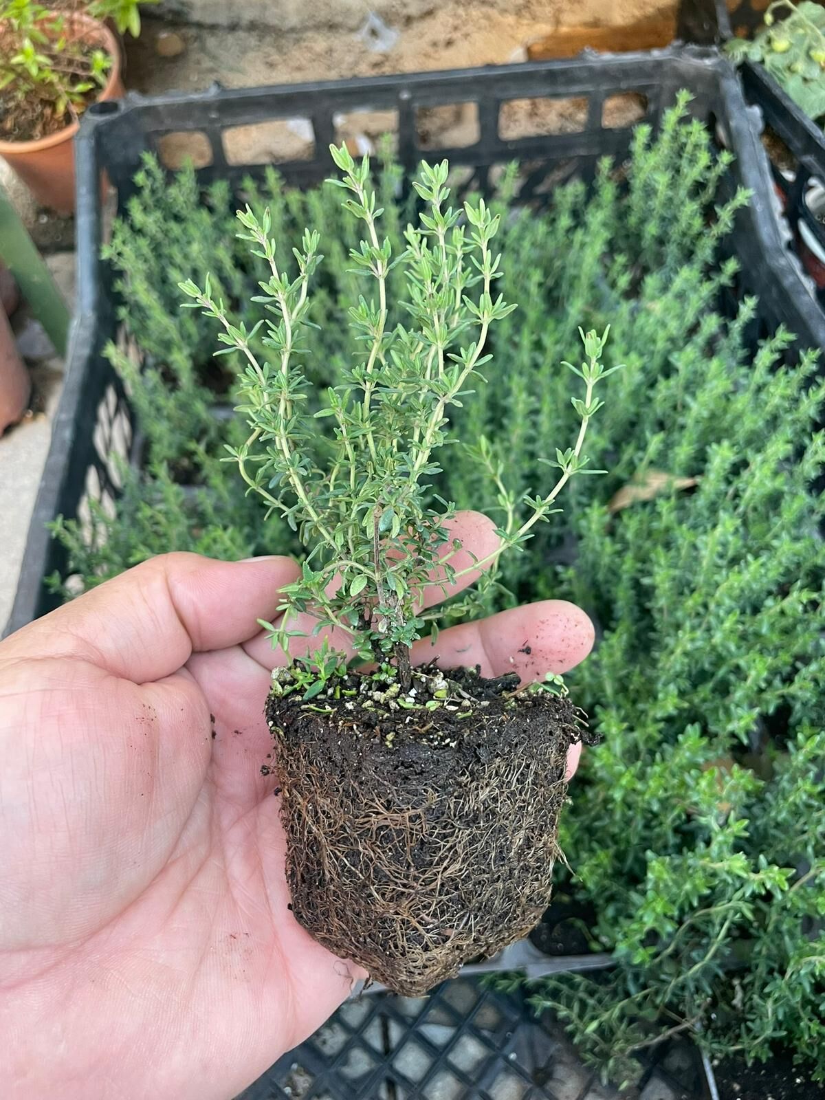 Dağ Kekiği Küçük Saksı Dikime Hazır Fide.