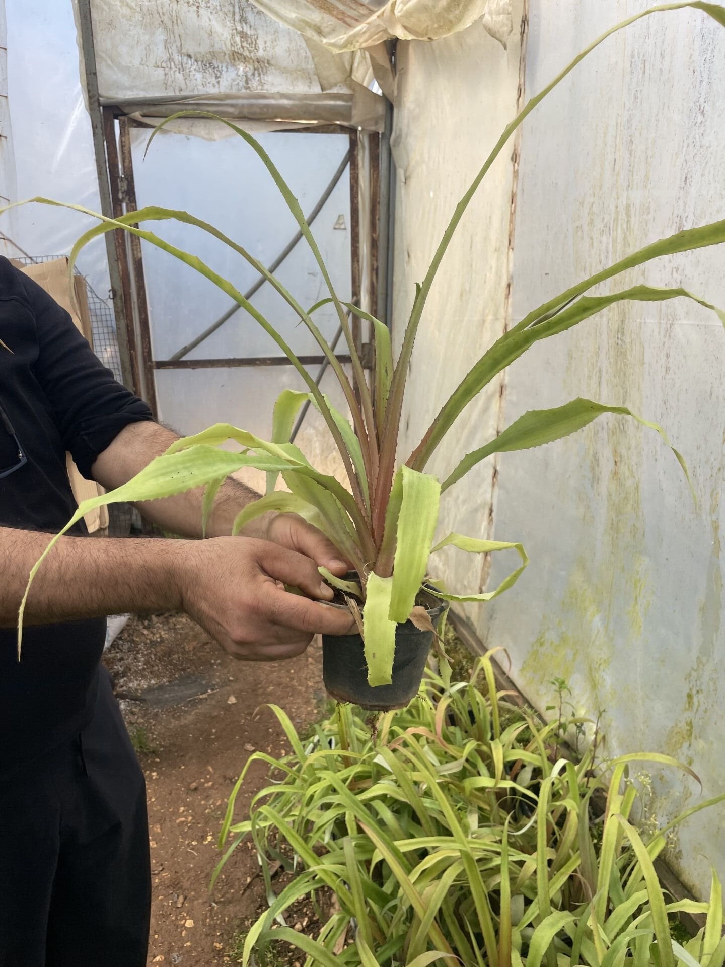 Ananas 30-40 cm ve üstü 1 adet Tüplü Fide