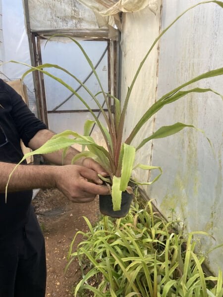 Ananas 30-40 cm ve üstü 1 adet Tüplü Fide