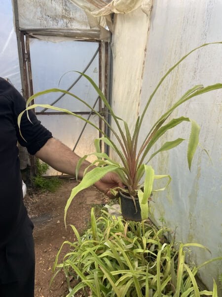 Ananas 30-40 cm ve üstü 1 adet Tüplü Fide