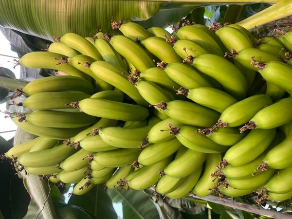 30 kg Anamur Muzu