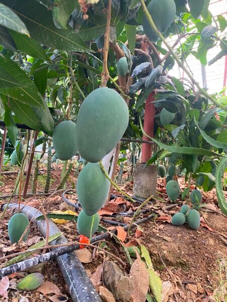 Mango 1 Kg