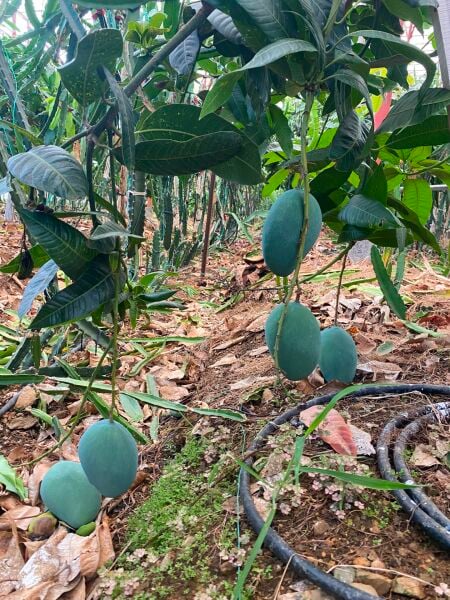 Mango 1 Kg