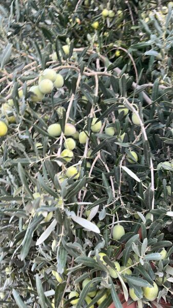 Dalindanhasat 5 Kg lık Bidon